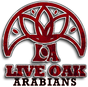 Live Oak Arabians
